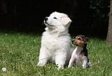 BERGER BLANC SUISSE & PARSON RUSSEL 023